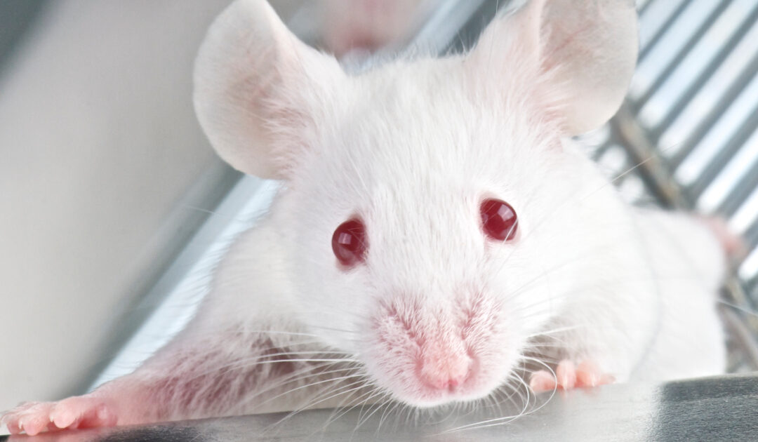Souris enceintes et vapeurs de cigarettes lectroniques