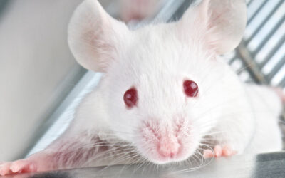 Comment des scientifiques ont torturé des souris enceintes avec des cigarettes électroniques